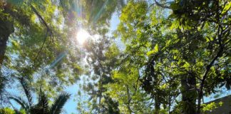 PHOTO: Steven Lawrence | South Pasadena News | Trees in South Pasadena are protected - to an extent. 'Tree City USA' in the middle of Los Angeles Metropolis.