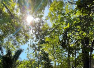 Air Pollution Study: L.A.’s Trees Are ‘Kicking Ass’ Against Air Pollution —And South Pasadena’s Are No Exception PHOTO: Steven Lawrence | South Pasadena News | Trees in South Pasadena are protected - to an extent. 'Tree City USA' in the middle of Los Angeles Metropolis.