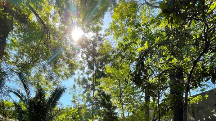 PHOTO: Steven Lawrence | South Pasadena News | Trees in South Pasadena are protected - to an extent. 'Tree City USA' in the middle of Los Angeles Metropolis.