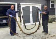 ‘Professional Drain Service’ – Local Plumber Keeps South Pasadena & Pasadena-Area Pipes Flowing PHOTO: 'Professional Drain Service' Plumbers | Clogged mainline camera inspection resulted in huge root extraction and and hydrojet process that cleared the pipe, avoiding a major, and costly, replacement.