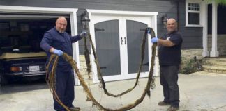PHOTO: 'Professional Drain Service' Plumbers | Clogged mainline camera inspection resulted in huge root extraction and and hydrojet process that cleared the pipe, avoiding a major, and costly, replacement.