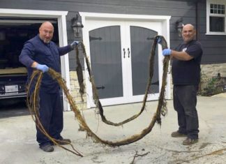 PHOTO: 'Professional Drain Service' Plumbers | Clogged mainline camera inspection resulted in huge root extraction and and hydrojet process that cleared the pipe, avoiding a major, and costly, replacement.