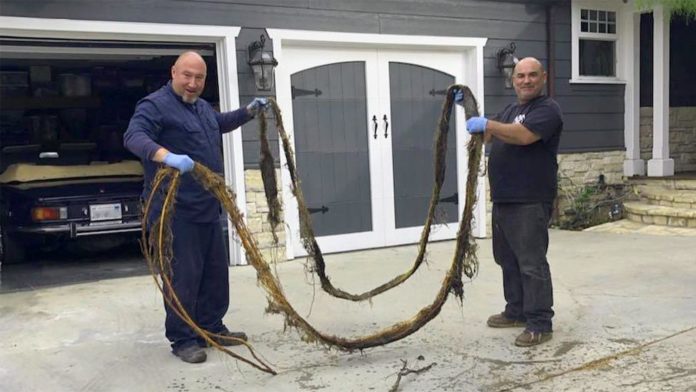 PHOTO: 'Professional Drain Service' Plumbers | Clogged mainline camera inspection resulted in huge root extraction and and hydrojet process that cleared the pipe, avoiding a major, and costly, replacement.