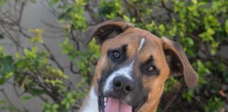 Pet of the Week | Chief the Shepherd Puppy