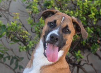 Pet of the Week | Chief the Shepherd Puppy