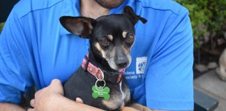 Pet of the Week | Inez the Terrier Mix
