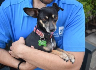 Pet of the Week | Inez the Terrier Mix