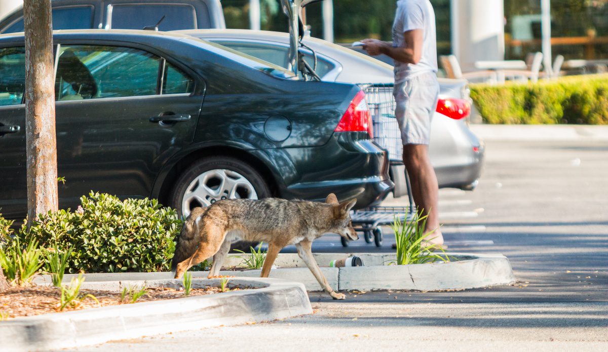 | The South Pasadenan | South Pasadena News
