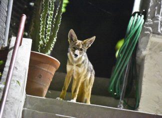 Coyote Safety Workshop Returns with Virtual Webinar | WEDNESDAY