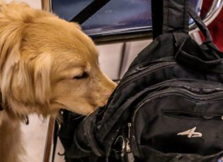 OP-ED | Do Our Black Students Matter?: A Call to End Drug Sniffing Dogs at Schools