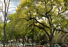 SB79 Is Live: Will You Lose Trees To Developers in South Pasadena? – No Action From Gavin Newsom Makes The Law Automatic
