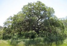 Honoring 2018 Mayor Richard D. Schneider, M. D. | Tree Planting Postponed Until Jan 24