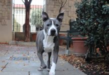 Aries | Not Quite the Dog of War | Pet of the Week
