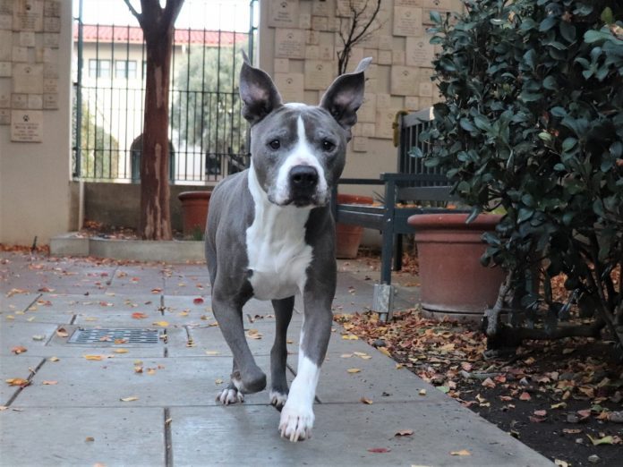 south-pasadena-news-01-15-2019-aries-the-dog-of-war