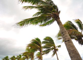 South Pasadena Relatively Unscathed After Powerful Winds in Area