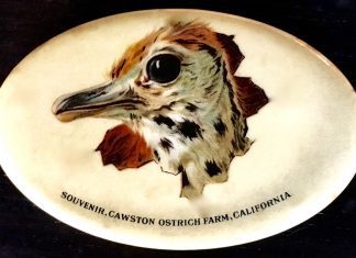 Throwback Thursday | Keepsakes from Cawston Ostrich Farm