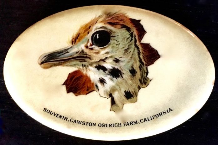 south-pasadena-news-01-24-2019-throwback-thursday-keepsakes-from-cawston-ostrich-farm-01