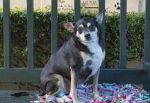 Pet of the Week | Koby the Chihuahua