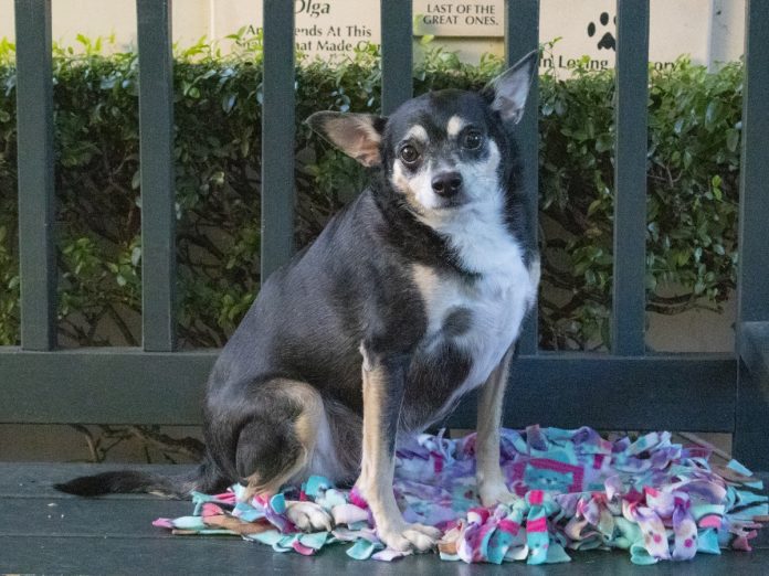 south-pasadena-news-01-30-2019-pet-of-the-week (2)