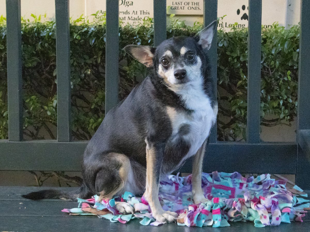 south-pasadena-news-01-30-2019-pet-of-the-week (2) | The South Pasadenan | South Pasadena News