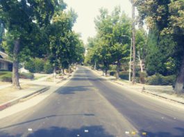 Tree Trimming in Monterey Hills | South Pasadena Wildfire Resilience Strategy