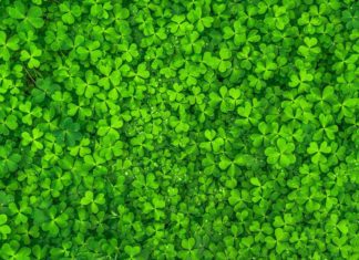 Erin Go Bragh! St. Patrick’s Day at South Pasadena Senior Center PHOTO: pixabay | The South Pasadenan