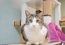Hi Jynx | Sweet Cat Looking For New Home