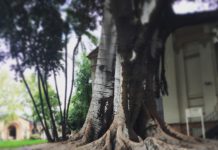 Library Tree