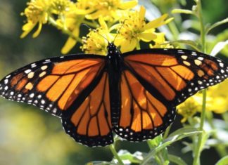 Friends of SP Nature Park | Get Free Milkweed Seeds to Help Save the Western Monarch