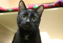 Jerm The Cat | Pet of the Week
