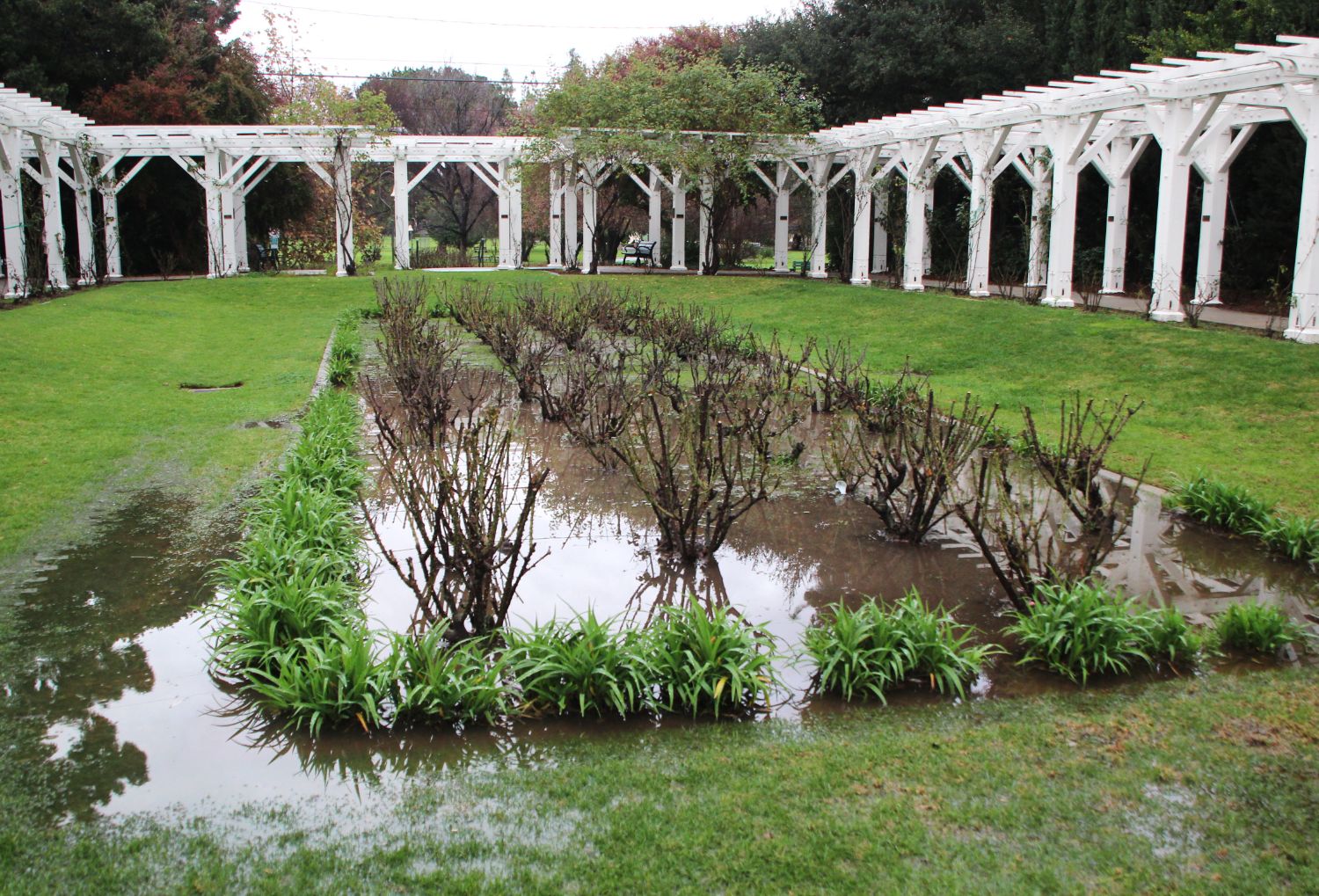 | The South Pasadenan | South Pasadena News PHOTO: Henk Friezer | The South Pasadenan | After the recent rains at Lacey Park.