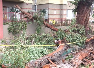 Fallen Tree | Eucalyptus Limb Falls in Front of Golden Oaks