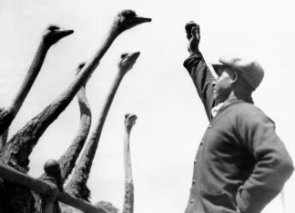 Throwback Thursday | Home of the World’s Largest Bird: Cawston Ostrich Farm