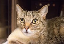 Cookie The Cat | Looking for a Fur-Ever Home
