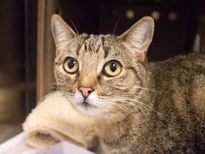 south-pasadena-news-03-07-2019-pet-of-the-week