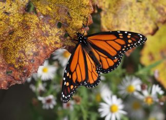 Thousands of Butterflies Take to the Skies