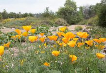 Sustainability Fair 2026 | Eco-Friendly Fun & Plant Swap at the Nature Park