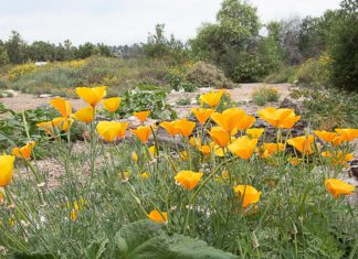 Sustainability Fair 2026 | Eco-Friendly Fun & Plant Swap at the Nature Park