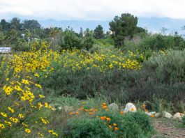 South Pasadena Garden Tour, plant swap, and sustainability fair on April 11, 2026. South Pasadena Beautiful, Friends of the Nature Park, and the city of South Pasadena