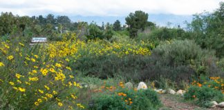 Garden Tour, Plant Swap & Sustainability Fair | Community Invited to the Nature Park South Pasadena Garden Tour, plant swap, and sustainability fair on April 11, 2026. South Pasadena Beautiful, Friends of the Nature Park, and the city of South Pasadena