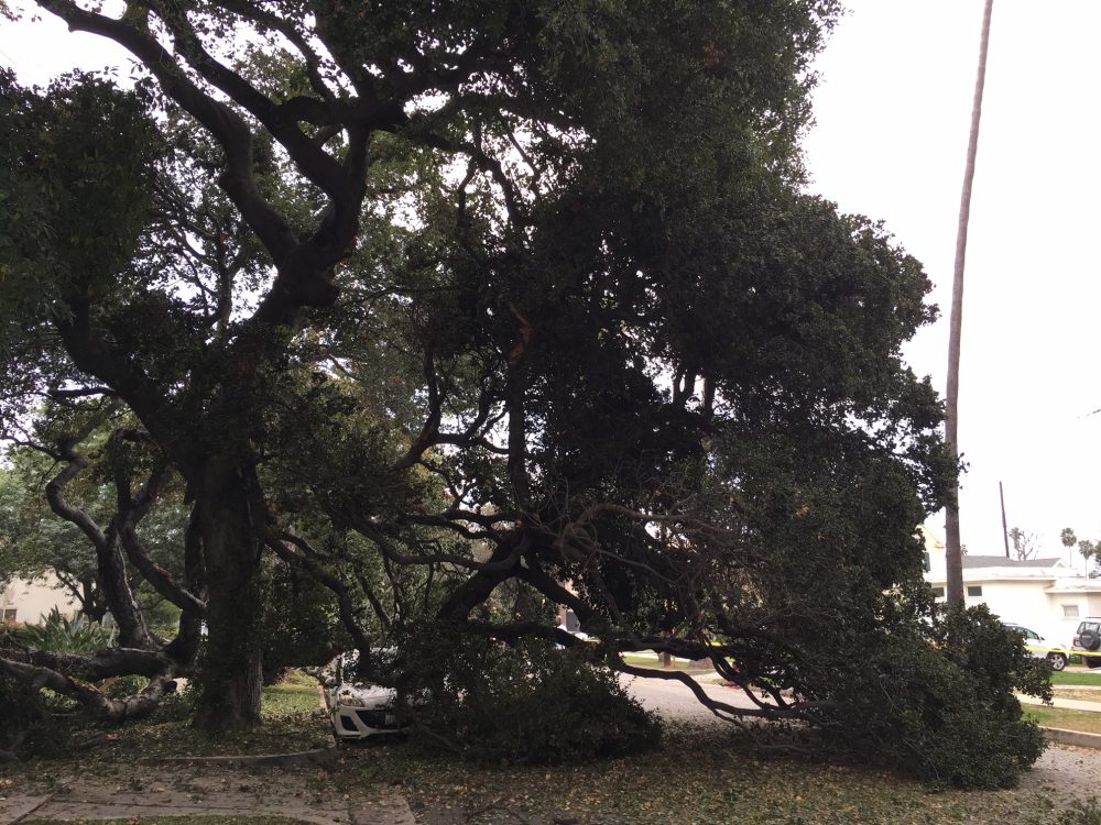 | The South Pasadenan | South Pasadena News