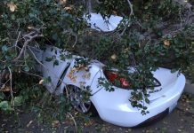 Tree Falls Across Oak Street