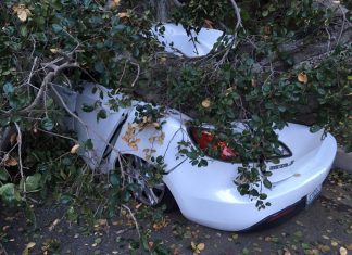 Tree Falls Across Oak Street