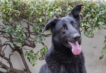 Shadow The German Shepard | Pet of the Week