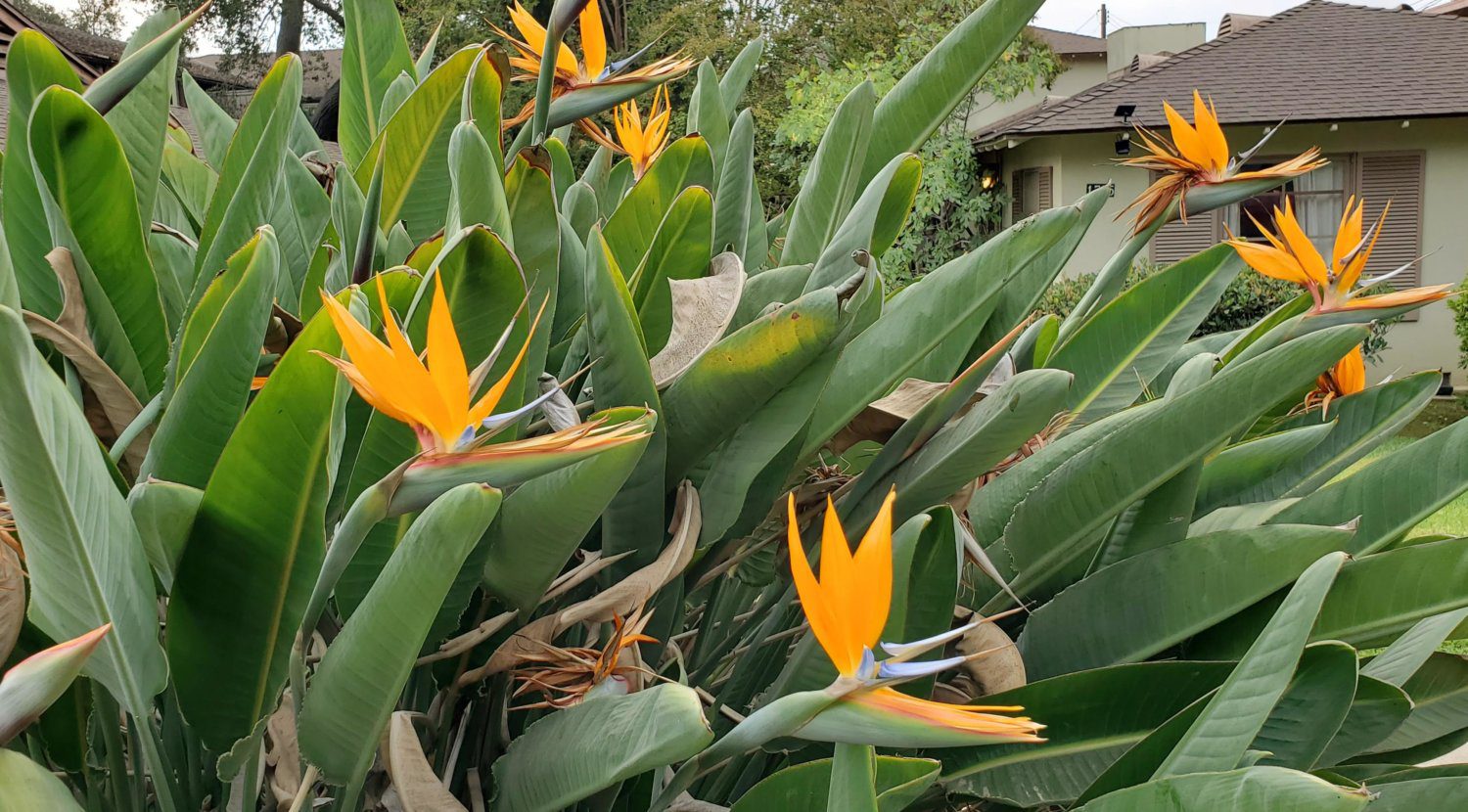 | The South Pasadenan | South Pasadena News