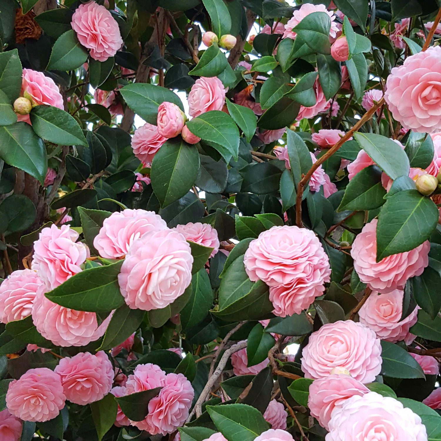 | The South Pasadenan | South Pasadena News