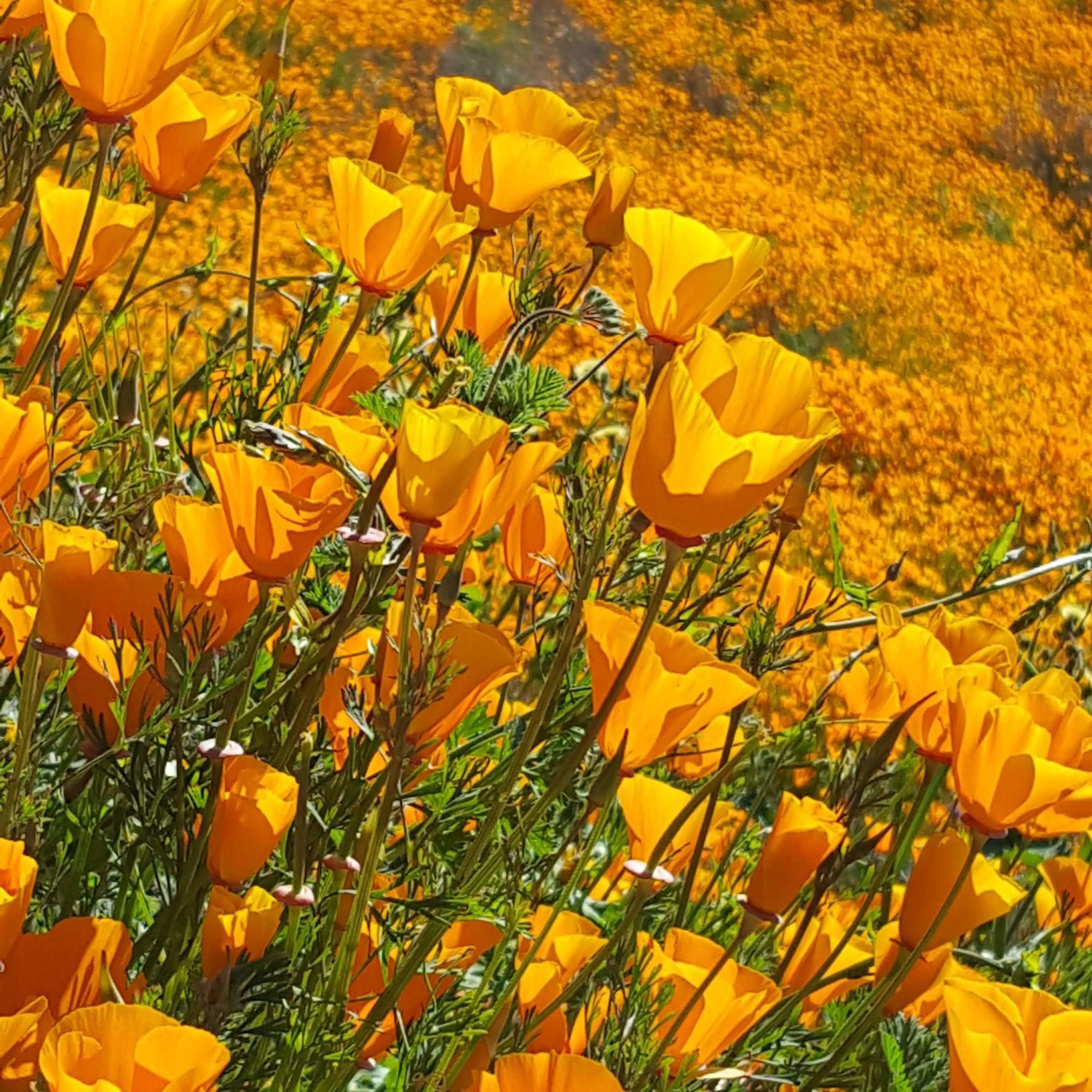 | The South Pasadenan | South Pasadena News