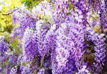 Bloom Report | March Blooming Flowers in South Pasadena