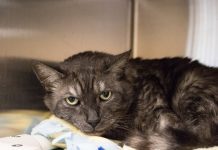 Bowmore the Cat | Pet of the Week