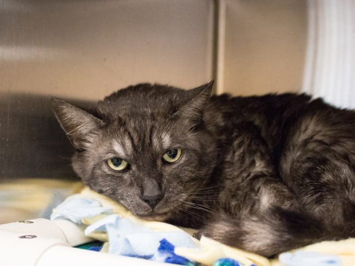 south-pasadena-news-03-19-2019-pet-of-the-week